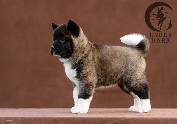 Щенки Американской акиты